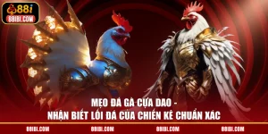 Mẹo Đá Gà Cựa Dao - Nhận Biết Lối Đá Của Chiến Kê Chuẩn Xác