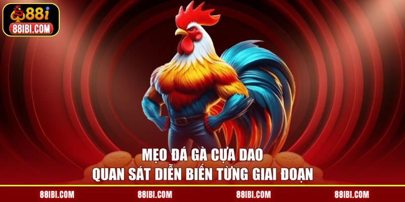 Mẹo đá gà cựa dao quan sát diễn biến từng giai đoạn