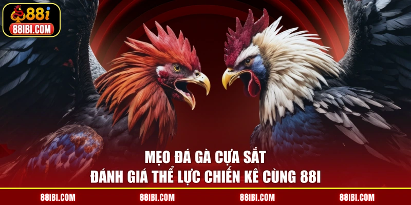 Mẹo đá gà cựa sắt đánh giá thể lực chiến kê cùng 88I