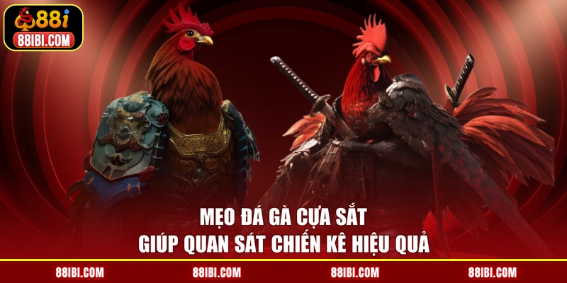 Mẹo đá gà cựa sắt giúp quan sát chiến kê hiệu quả